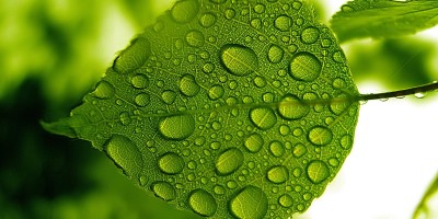 Green_leaf_with_water_drops_wallpaper