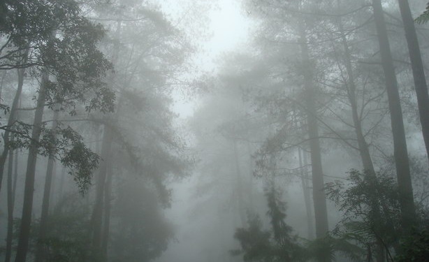 pohon-kabut