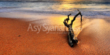 kisah sebatang kayu